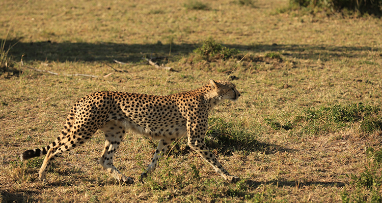 大连 青旅国际旅行社有限公司·专业旅行助理-大连 青